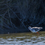 Chevalier arlequin en Camargue